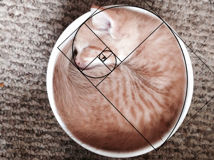 fibonacci-composition-cats-furbonacci-101__700