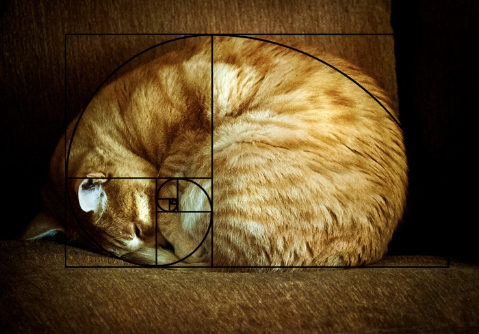 fibonacci-composition-cats-furbonacci-72__700