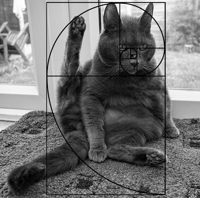 fibonacci-composition-cats-furbonacci-url-8__700