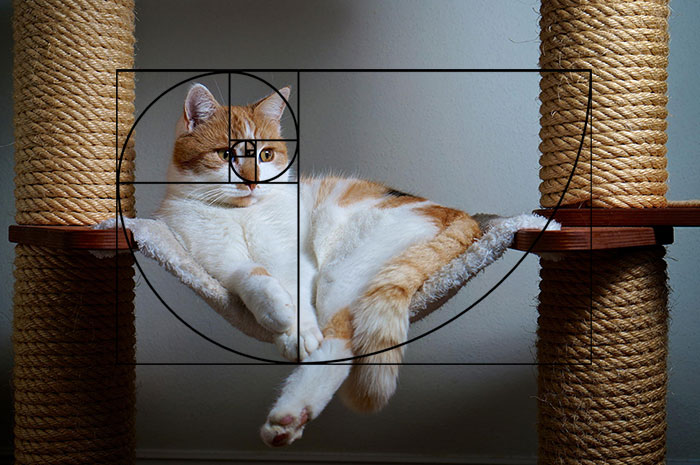 fibonacci-composition-cats-furbonacci-url-9__700