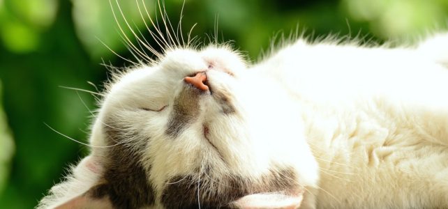 「やることがないから寝る」猫の日常は羨ましい？