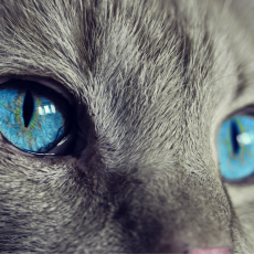 ネコの目の秘密。猫は目がいいの？