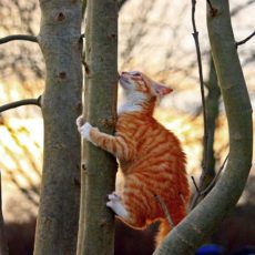 なぜ猫は木登りできるの？体の構造から見る犬との違い。