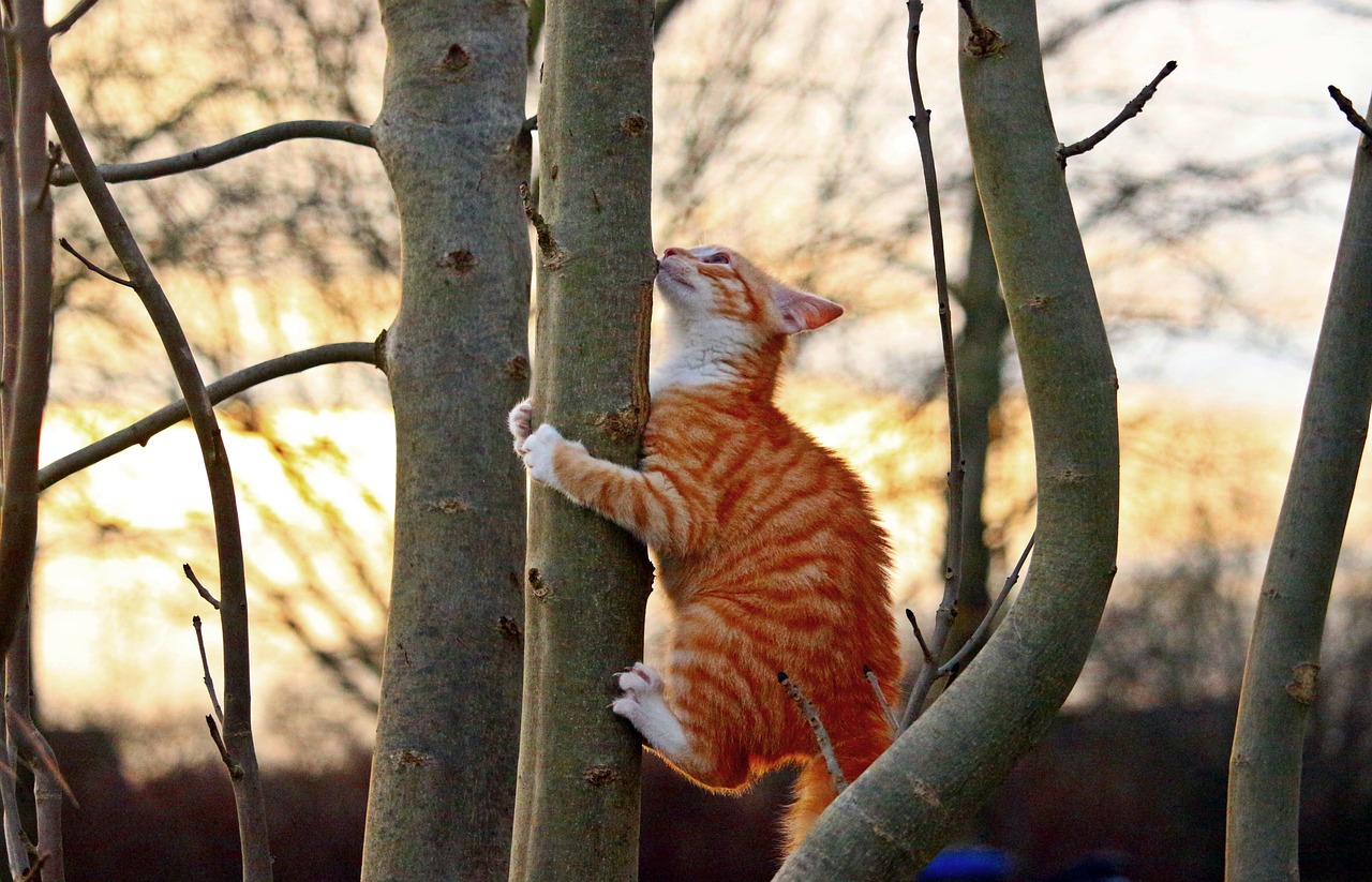 爬树猫咪摄影壁纸 -桌面天下（Desktx.com）