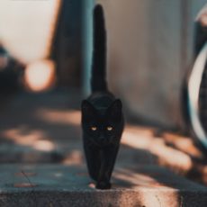 黒猫は不吉？