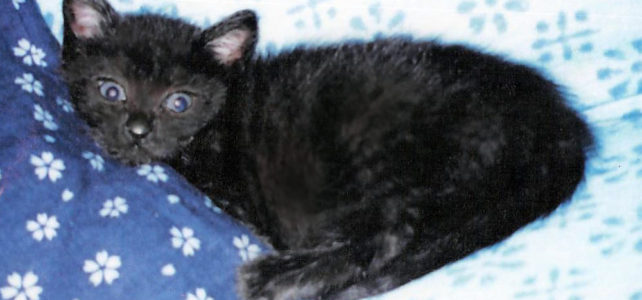 人生を変えた猫　NPO法人 動物福祉団体 HEART TOKUSHIMA