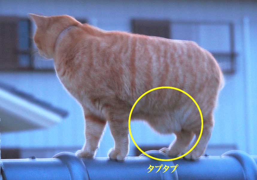 猫のお腹のタプタプ ルーズスキン とは ねこのごろごろブログ