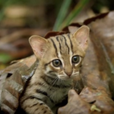世界一小さい猫 サビイロネコ